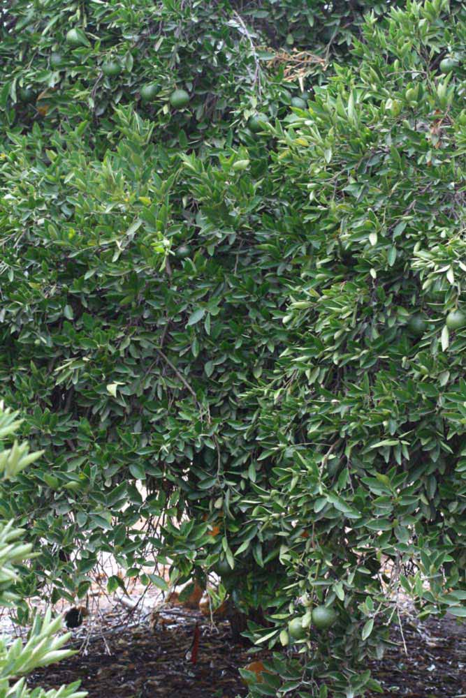            Habit (Riverside, CA)   